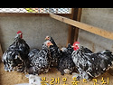 관상닭 여러품종 성조 분양..