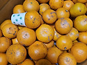 제주노지감귤(못난이).레드향.황금향(..