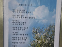 탱자꽃