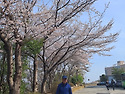 부산엄광산벛꽃길에서C~4