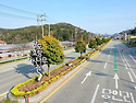 완도군, 군목(郡木) ‘완도호랑가시나무’로 변경