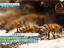 천연항생제 프로폴리스의 7가지 핵심 ..