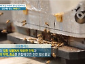 프로폴리스가 식도암에 좋은 5가지 이..