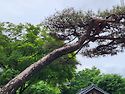 양평 용문산 용문사(5월21일)