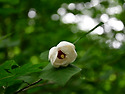 산목련
