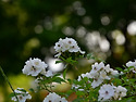 찔레꽃