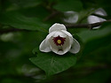 산목련