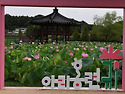 한 여름에 더욱 빛나는 연꽃
