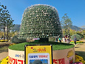 마산가고파국화축제 구경하기