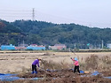 가을 의 수확