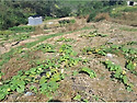 괴산군 장연면 급매물 전2340㎡ 매매3천5백만원