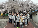 4월 동아리 활동(벚꽃동산..