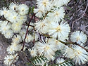 Euroka Blue Mts N. P. NSW b..