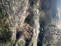 Leura Blue Mts N. P. 28 Sep..