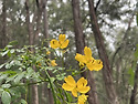 Florabella/ Pippas pass Tra..