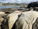 Laperose Sydney 2nd May 202..