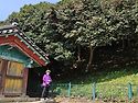 선운사