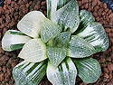 픽타금