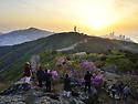 황령산의 봄