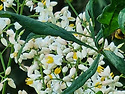 남천나무꽃과 호박벌