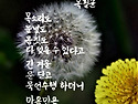 민들레