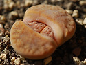 리톱스 카페오레 ＜Lithops Graci..