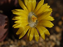 리톱스 '레드 올리브' Olivacea [..