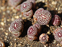 Conophytum minimum witteber..