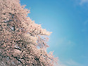 벚꽃