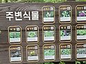대관령 소나무 숲길⛰️