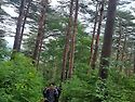 대관령 소나무숲길 ~2