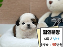 강아지책임분양 강아지분양 추가금xxx..