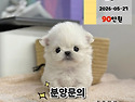 경기도강아지분양 안산강아지분양 시흥..