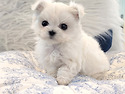 2개월 말티즈분양