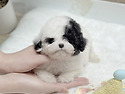 안산강아지책임분양 안산애견분양샵 [..