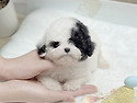 안산강아지책임분양 안산애견분양샵 [..