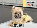 안산강아지분양 안산강아지입양 안산애..