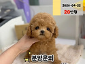 경기도강아지분양 안산강아지분양 시흥..