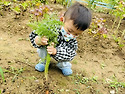 햇님반 - 당근을 수확해요..
