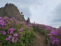 초암산,,,576 m.철쭉꽃 필..