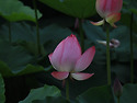 목요 인사.