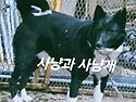 베어독암