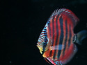 Ica Red Catana 2.5..