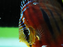 Red Catana Discus ..