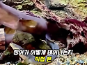 장어