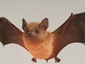 박쥐