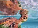 바다거북