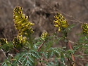 산괴불주머니 [Corydalis specio..