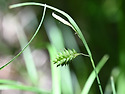 별풍경사초 [Carex maximowiczii..