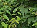 느티나무 [Zelkova serrata (Th..